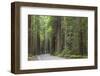 USA, California, Humboldt Redwoods State Park. Road through redwood forest.-Jaynes Gallery-Framed Photographic Print