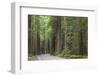 USA, California, Humboldt Redwoods State Park. Road through redwood forest.-Jaynes Gallery-Framed Photographic Print