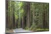 USA, California, Humboldt Redwoods State Park. Road through redwood forest.-Jaynes Gallery-Mounted Photographic Print