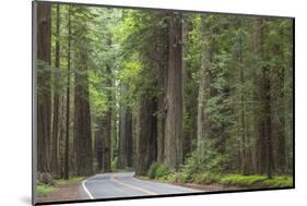 USA, California, Humboldt Redwoods State Park. Road through redwood forest.-Jaynes Gallery-Mounted Photographic Print