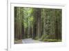 USA, California, Humboldt Redwoods State Park. Road through redwood forest.-Jaynes Gallery-Framed Photographic Print