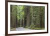 USA, California, Humboldt Redwoods State Park. Road through redwood forest.-Jaynes Gallery-Framed Photographic Print