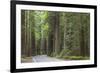 USA, California, Humboldt Redwoods State Park. Road through redwood forest.-Jaynes Gallery-Framed Photographic Print