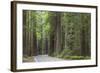 USA, California, Humboldt Redwoods State Park. Road through redwood forest.-Jaynes Gallery-Framed Photographic Print