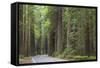 USA, California, Humboldt Redwoods State Park. Road through redwood forest.-Jaynes Gallery-Framed Stretched Canvas