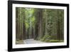 USA, California, Humboldt Redwoods State Park. Road through redwood forest.-Jaynes Gallery-Framed Photographic Print