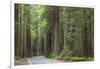 USA, California, Humboldt Redwoods State Park. Road through redwood forest.-Jaynes Gallery-Framed Photographic Print