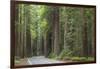 USA, California, Humboldt Redwoods State Park. Road through redwood forest.-Jaynes Gallery-Framed Photographic Print