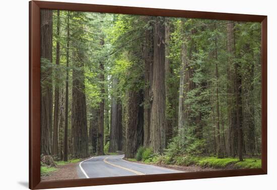 USA, California, Humboldt Redwoods State Park. Road through redwood forest.-Jaynes Gallery-Framed Photographic Print