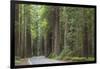 USA, California, Humboldt Redwoods State Park. Road through redwood forest.-Jaynes Gallery-Framed Photographic Print