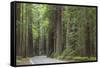 USA, California, Humboldt Redwoods State Park. Road through redwood forest.-Jaynes Gallery-Framed Stretched Canvas