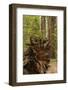 USA, California, Humboldt Redwoods State Park. Upturned roots of fallen coastal redwood tree.-Jaynes Gallery-Framed Photographic Print