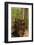 USA, California, Humboldt Redwoods State Park. Upturned roots of fallen coastal redwood tree.-Jaynes Gallery-Framed Photographic Print