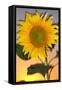 USA, California, Hybrid Sunflower Blowing in the Wind at Dusk-Jaynes Gallery-Framed Stretched Canvas