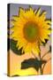 USA, California, Hybrid Sunflower Blowing in the Wind at Dusk-Jaynes Gallery-Stretched Canvas