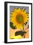 USA, California, Hybrid Sunflower Blowing in the Wind at Dusk-Jaynes Gallery-Framed Photographic Print