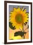 USA, California, Hybrid Sunflower Blowing in the Wind at Dusk-Jaynes Gallery-Framed Photographic Print