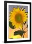 USA, California, Hybrid Sunflower Blowing in the Wind at Dusk-Jaynes Gallery-Framed Photographic Print