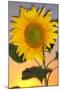 USA, California, Hybrid Sunflower Blowing in the Wind at Dusk-Jaynes Gallery-Mounted Photographic Print