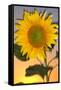 USA, California, Hybrid Sunflower Blowing in the Wind at Dusk-Jaynes Gallery-Framed Stretched Canvas