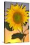 USA, California, Hybrid Sunflower Blowing in the Wind at Dusk-Jaynes Gallery-Stretched Canvas