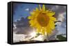 USA, California, Hybrid Sunflower Blowing in the Wind at Dusk-Jaynes Gallery-Framed Stretched Canvas