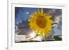 USA, California, Hybrid Sunflower Blowing in the Wind at Dusk-Jaynes Gallery-Framed Photographic Print