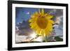 USA, California, Hybrid Sunflower Blowing in the Wind at Dusk-Jaynes Gallery-Framed Photographic Print