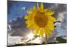USA, California, Hybrid Sunflower Blowing in the Wind at Dusk-Jaynes Gallery-Mounted Photographic Print