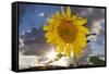 USA, California, Hybrid Sunflower Blowing in the Wind at Dusk-Jaynes Gallery-Framed Stretched Canvas