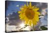 USA, California, Hybrid Sunflower Blowing in the Wind at Dusk-Jaynes Gallery-Stretched Canvas