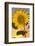 USA, California, Hybrid Sunflower Blowing in the Wind at Dusk-Jaynes Gallery-Framed Photographic Print