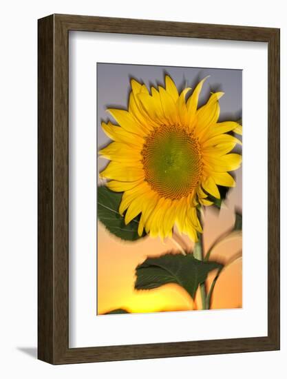 USA, California, Hybrid Sunflower Blowing in the Wind at Dusk-Jaynes Gallery-Framed Photographic Print