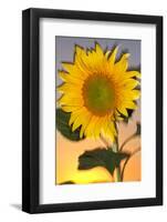 USA, California, Hybrid Sunflower Blowing in the Wind at Dusk-Jaynes Gallery-Framed Photographic Print