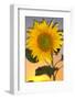 USA, California, Hybrid Sunflower Blowing in the Wind at Dusk-Jaynes Gallery-Framed Photographic Print