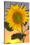 USA, California, Hybrid Sunflower Blowing in the Wind at Dusk-Jaynes Gallery-Stretched Canvas