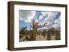 USA, California, Inyo National Forest. Bristlecone Pine Forest.-Don Paulson-Framed Photographic Print