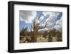 USA, California, Inyo National Forest. Bristlecone Pine Forest.-Don Paulson-Framed Photographic Print