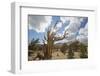 USA, California, Inyo National Forest. Bristlecone Pine Forest.-Don Paulson-Framed Photographic Print