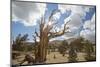 USA, California, Inyo National Forest. Bristlecone Pine Forest.-Don Paulson-Mounted Photographic Print