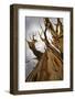 USA, California, Inyo National Forest. Bristlecone Pine Forest.-Don Paulson-Framed Photographic Print