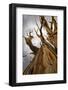 USA, California, Inyo National Forest. Bristlecone Pine Forest.-Don Paulson-Framed Photographic Print