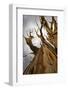 USA, California, Inyo National Forest. Bristlecone Pine Forest.-Don Paulson-Framed Photographic Print