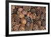 USA, California, Inyo National Forest.  Bristlecone tree pine cone.-Don Paulson-Framed Photographic Print