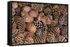 USA, California, Inyo National Forest.  Bristlecone tree pine cone.-Don Paulson-Framed Stretched Canvas
