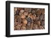 USA, California, Inyo National Forest.  Bristlecone tree pine cone.-Don Paulson-Framed Photographic Print