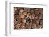 USA, California, Inyo National Forest.  Bristlecone tree pine cone.-Don Paulson-Framed Photographic Print