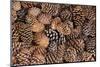 USA, California, Inyo National Forest.  Bristlecone tree pine cone.-Don Paulson-Mounted Photographic Print