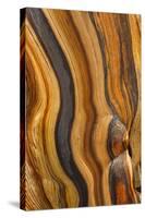 USA, California, Inyo National Forest. Patterns in a bristlecone pine.-Don Paulson-Stretched Canvas