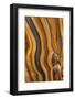 USA, California, Inyo National Forest. Patterns in a bristlecone pine.-Don Paulson-Framed Photographic Print